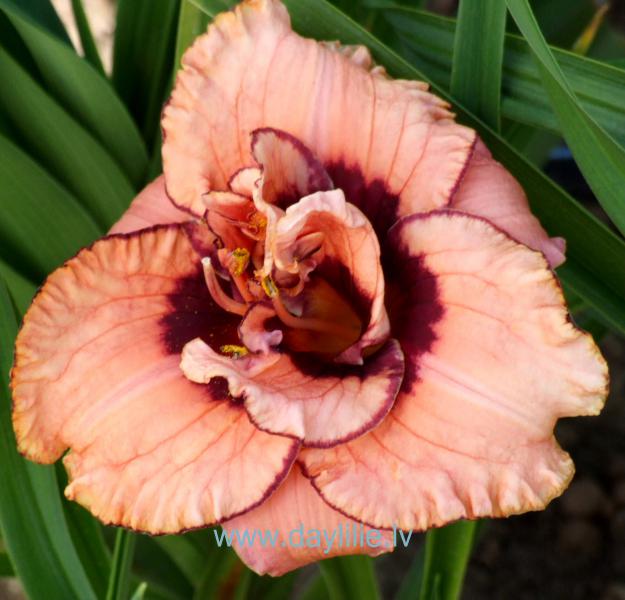 Gerrie Frankerberger (T.Petit 2006)