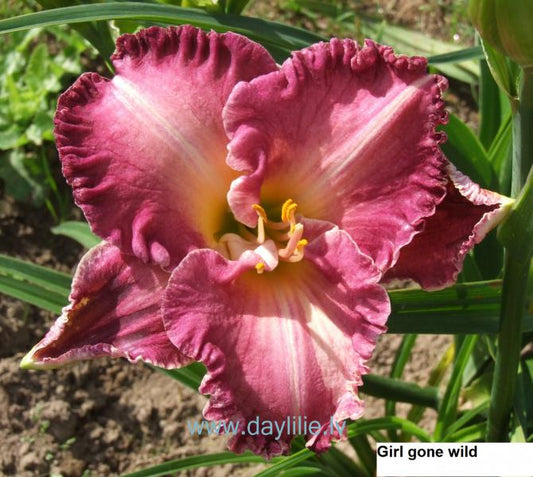 Girls Gone Wild (Rogers-C., 2007)