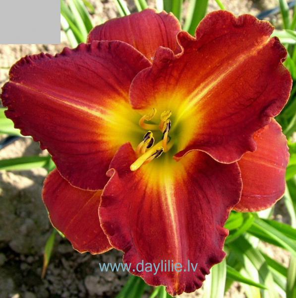 Hanna (V.Baņģieris 2007)