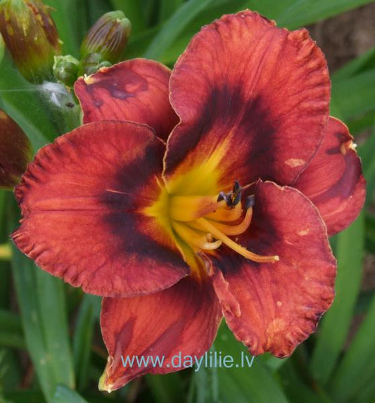 Henna (V.Baņģieris 2013)