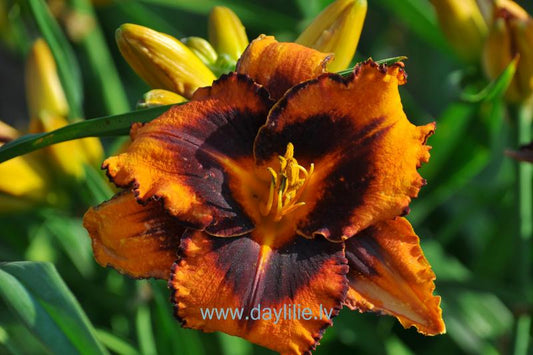 Hercogs Jēkabs (V. Baņģieris 2013)