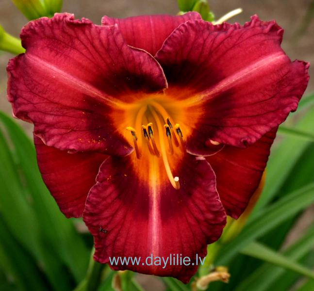 Hermīne (V. Baņģieris 2007)