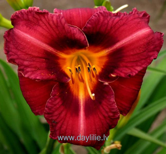 Hermīne (V. Baņģieris 2007)