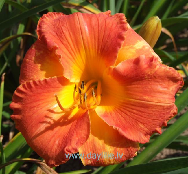 Holandietis (V.Bangieris 2011)