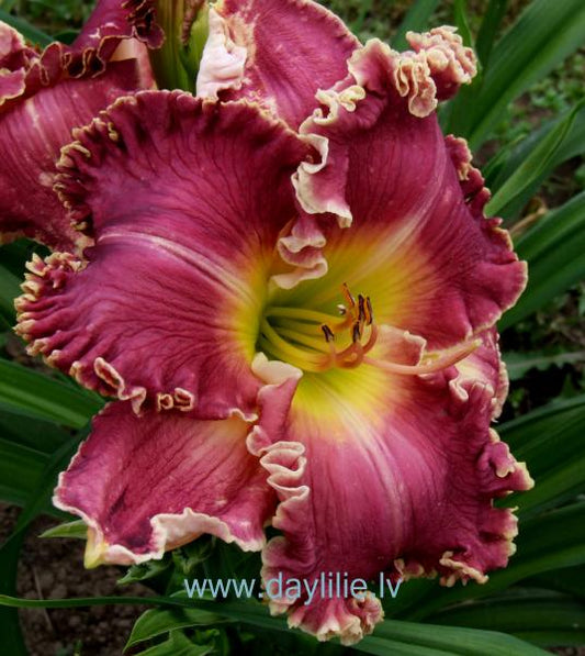 Irma (V.Bangieris 2012)