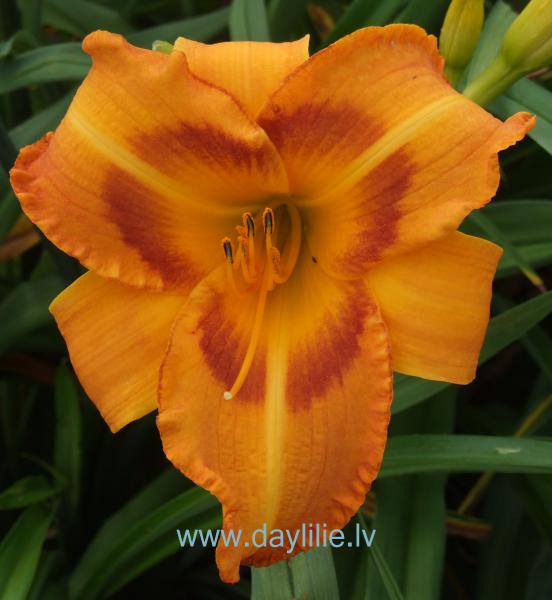 Iveta (V.Bangieris 2011)