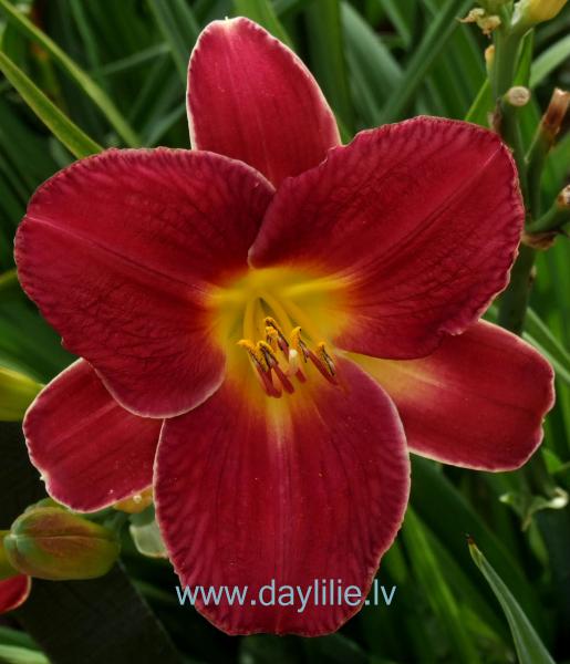 Izolde (V.Baņģieris)