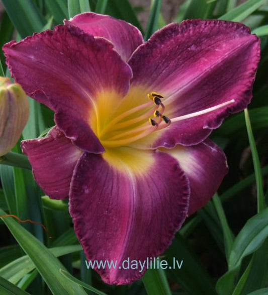 Jautrā Dzintra (V.Baņģieris 2009)