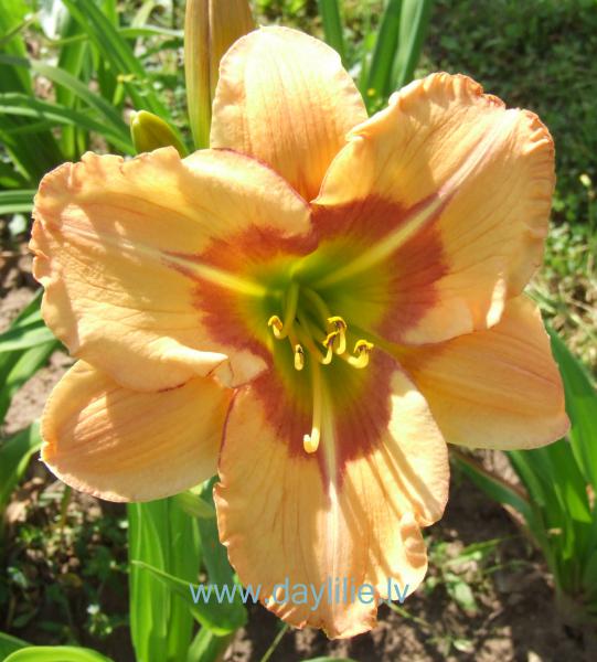 Josephine (V.Baņģieris 2013)