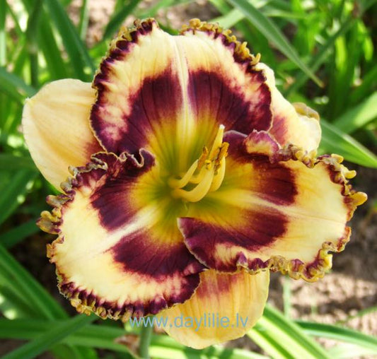 Kamerona (V.Baņģieris 2019)