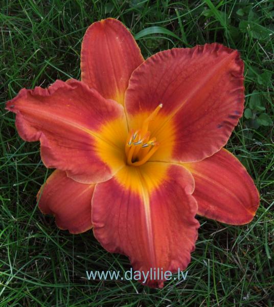 Karamele (V.Baņģieris 2019)