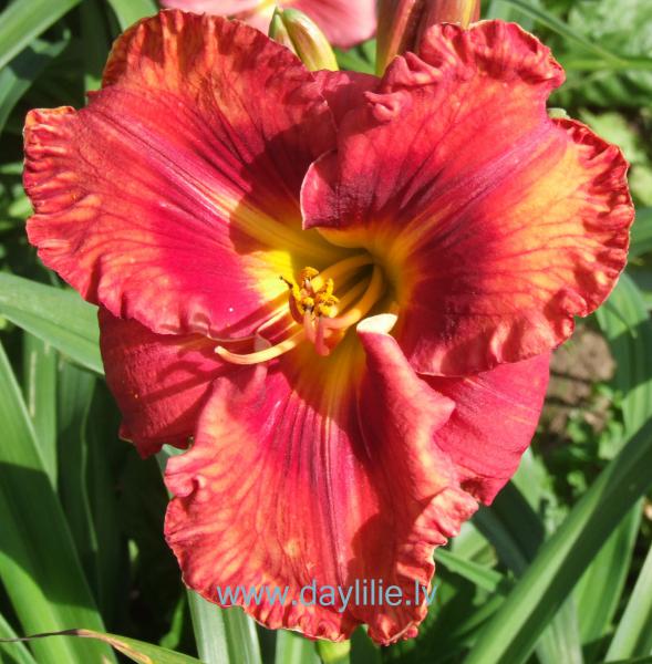 Karmelita (V.Baņģieris 2013)