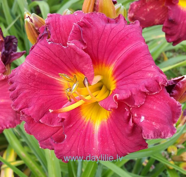 Kate (V. Baņģieris 2015)