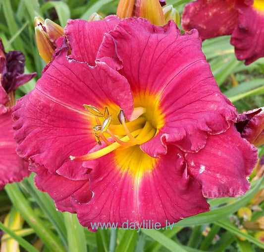 Kate (V. Baņģieris 2015)