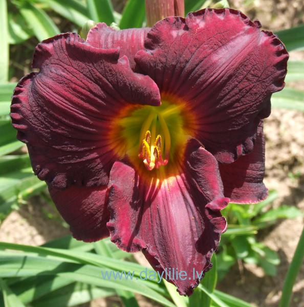 Ķiršu lietus (V.Bangieris 2012)