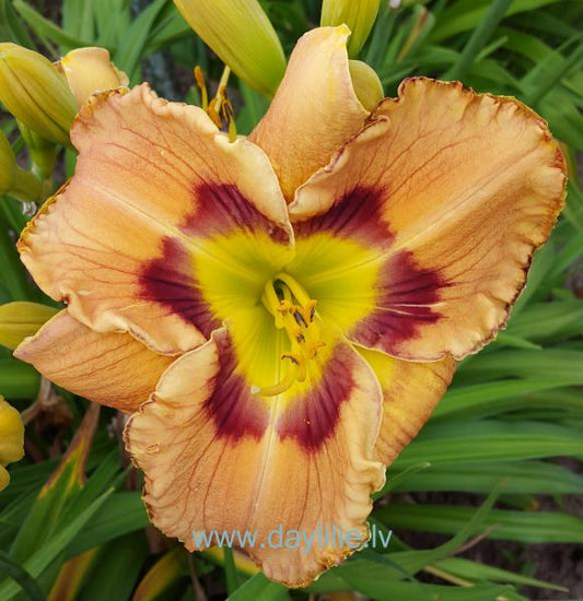 Klaidonis (V. Baņģieris 2013)