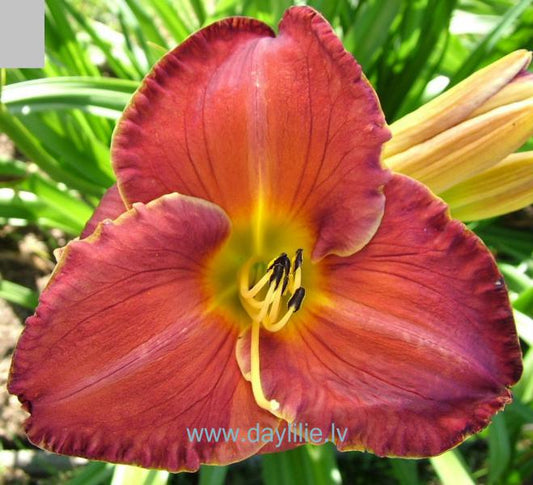 Klaudija (V.Baņģieris 2005)