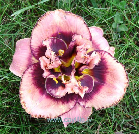 KLEOPATRA (V.Baņģieris 2019)