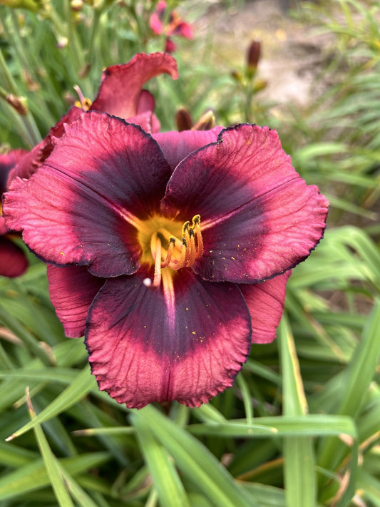 Otello (V.Baņģieris 2012)