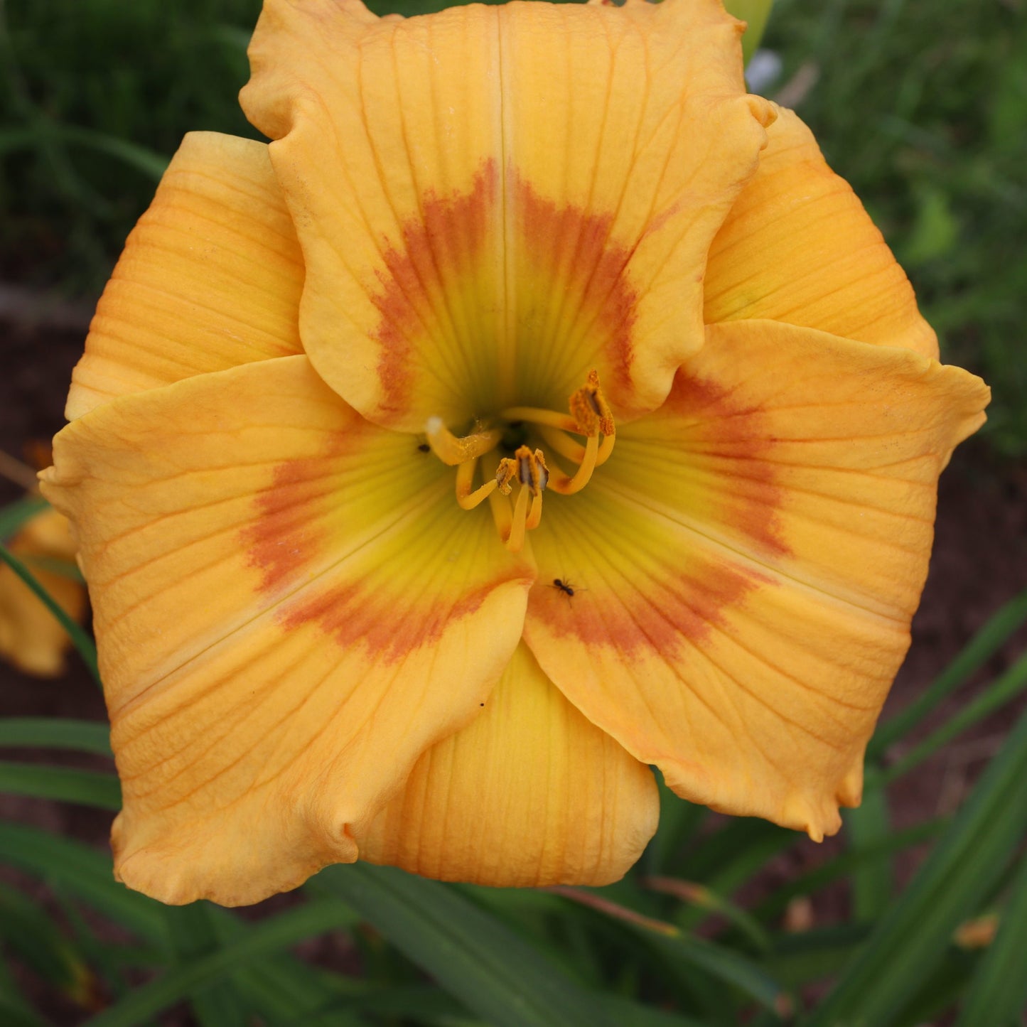 Butterfly Effect (V.Baņģieris 2010)