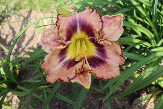 Šarlote (V.Baņģieris 2009)