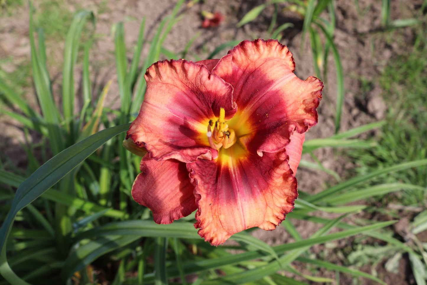 Elīna (V.Baņģieris 2010)