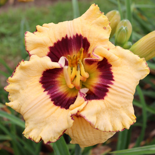 Figaro (V.Baņģieris 2010)