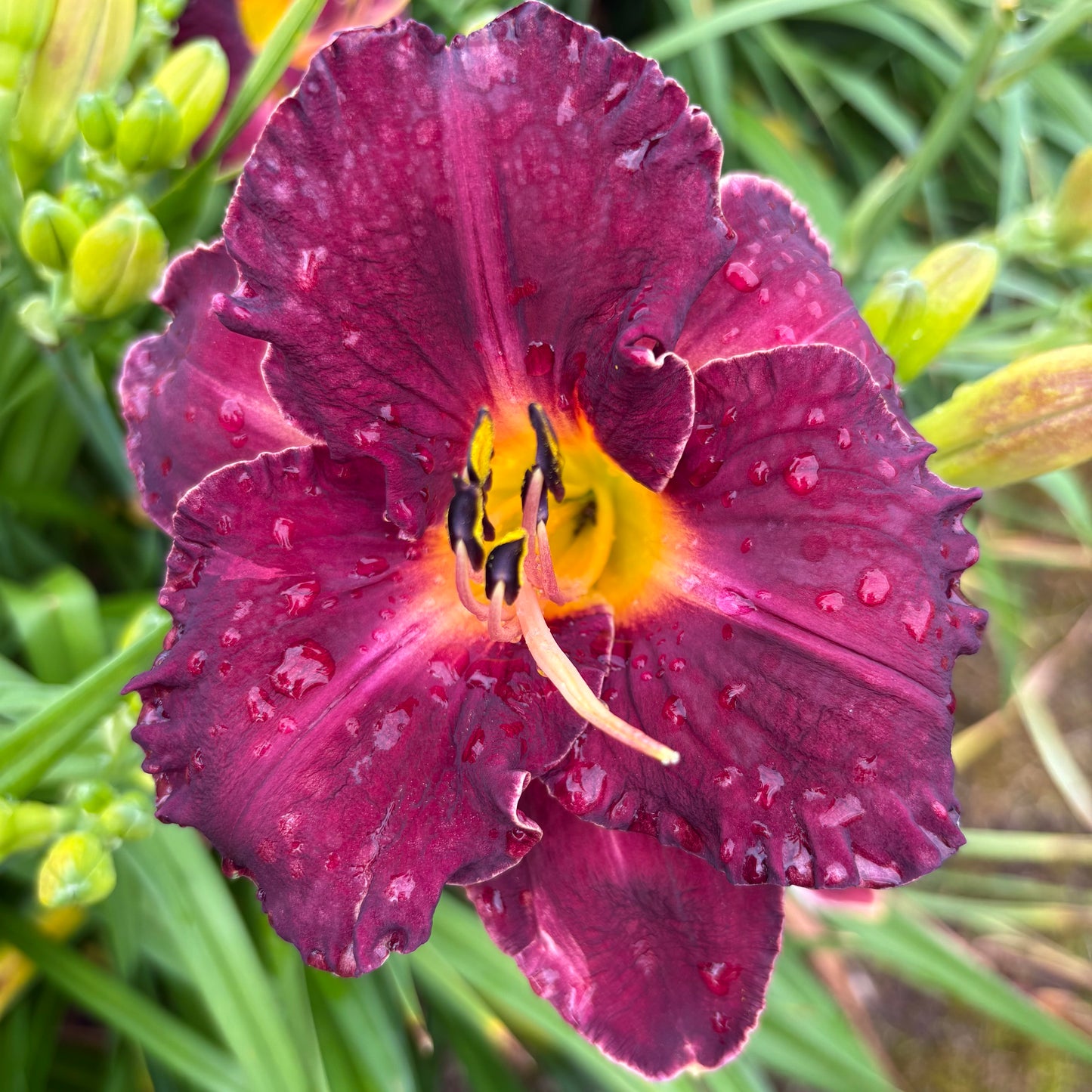 Donatello (V.Baņģieris 2011)