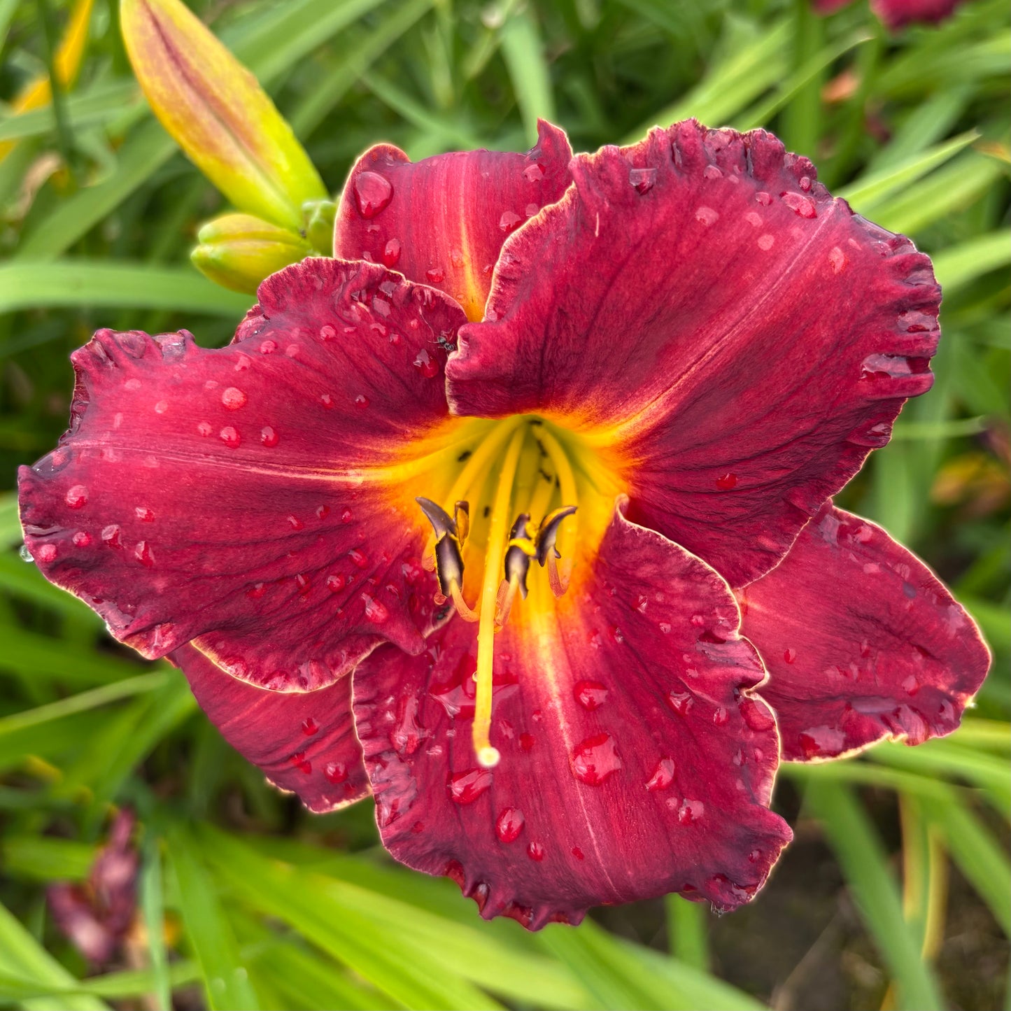 Tango (V.Baņģieris 2011)