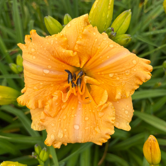 Madara (V.Baņģieris 2013)