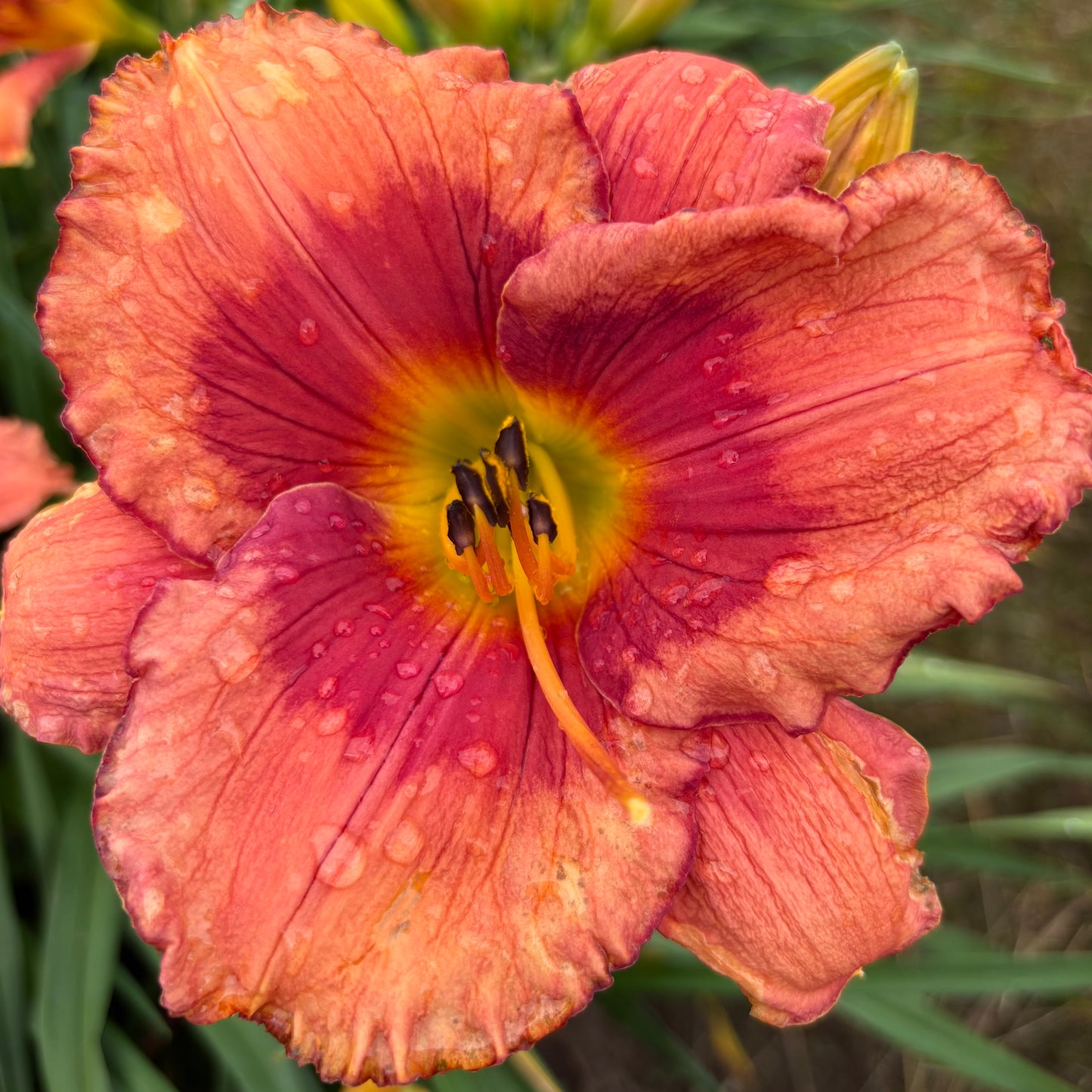 Kolumbīne (V.Baņģieris 2012)