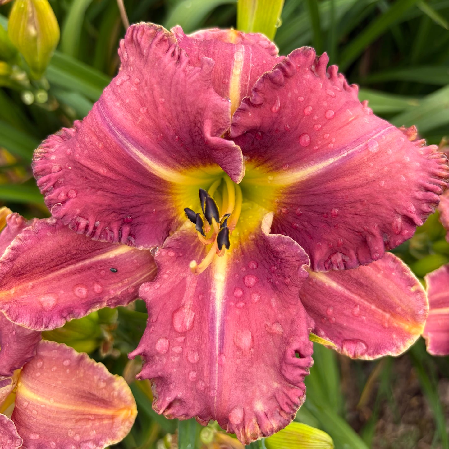 Jasmīna (V.Baņģieris 2011)