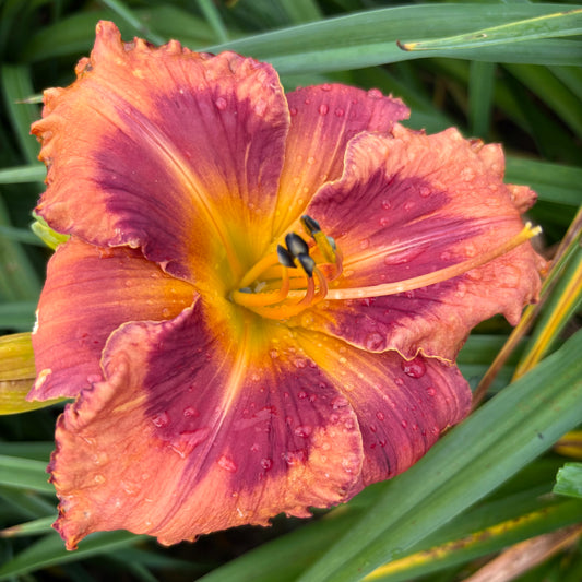 Nadīne (V.Baņģieris 2014)