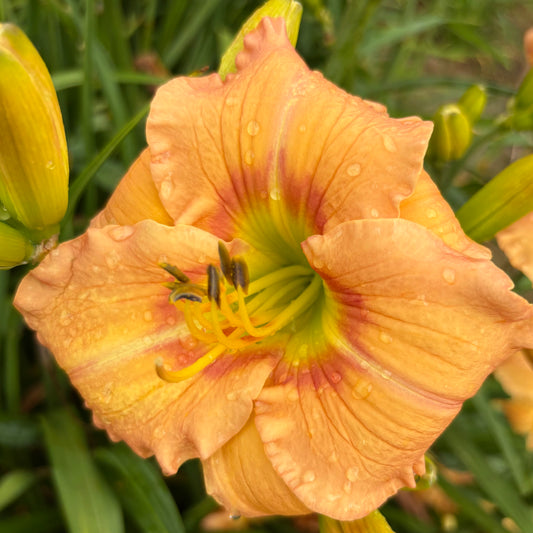 Harvest (V.Baņģieris 2010)
