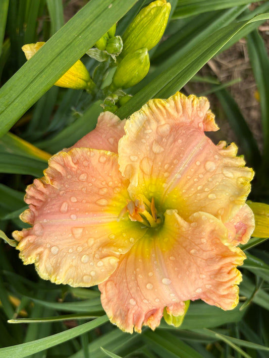 Līga (V.Baņģieris 2011)