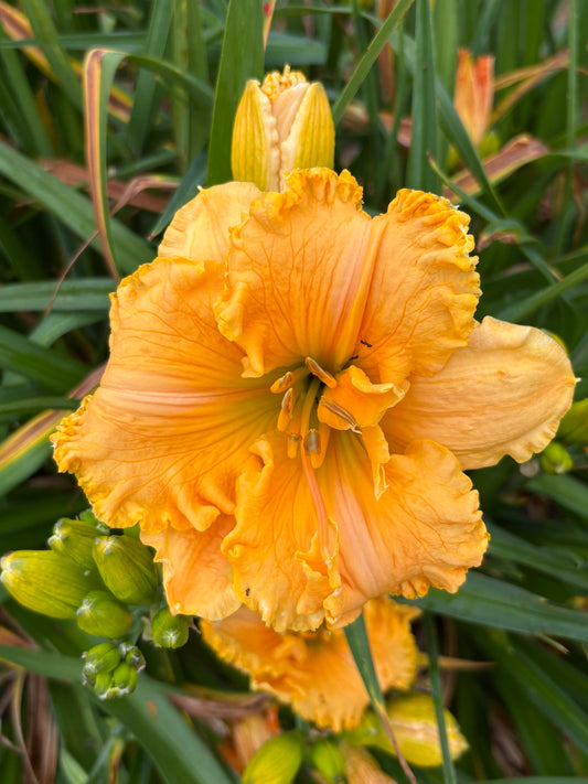 Desdemona (V.Baņģieris 2010)