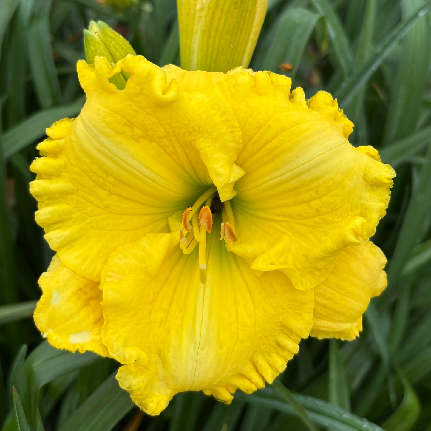 Limoncello (V.Baņģieris 2010)