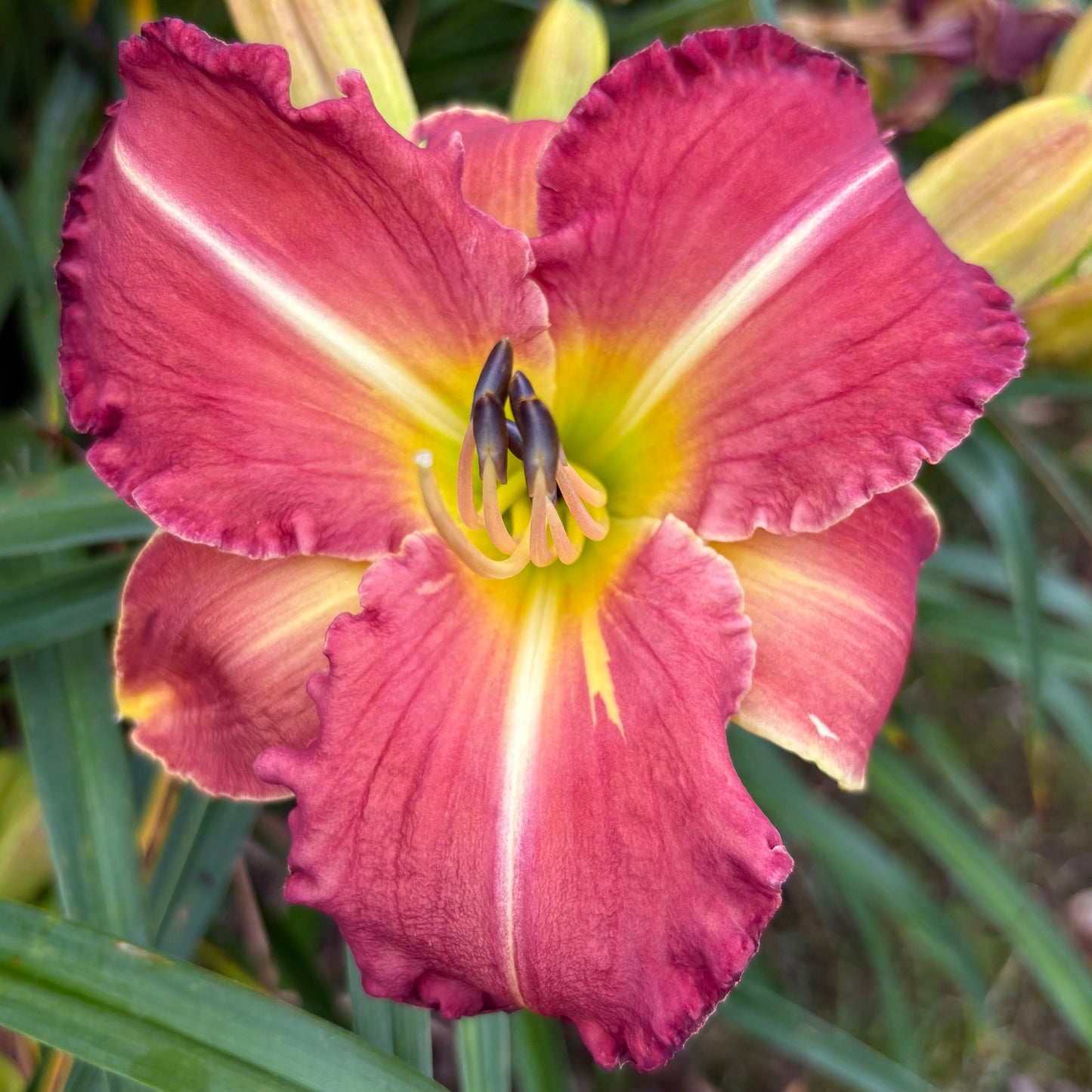 Raphael (V.Baņģieris 2010)