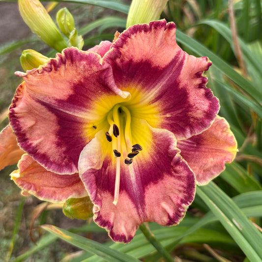 Samba (V.Baņģieris 2010)