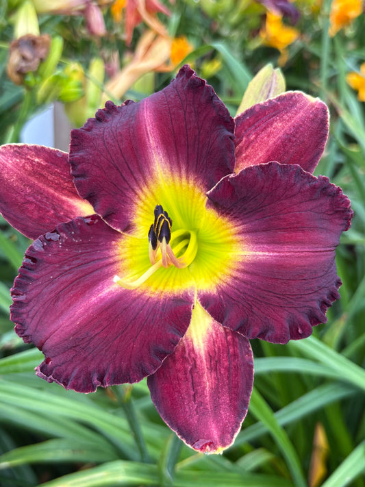 Māra (V.Baņģieris 2010)