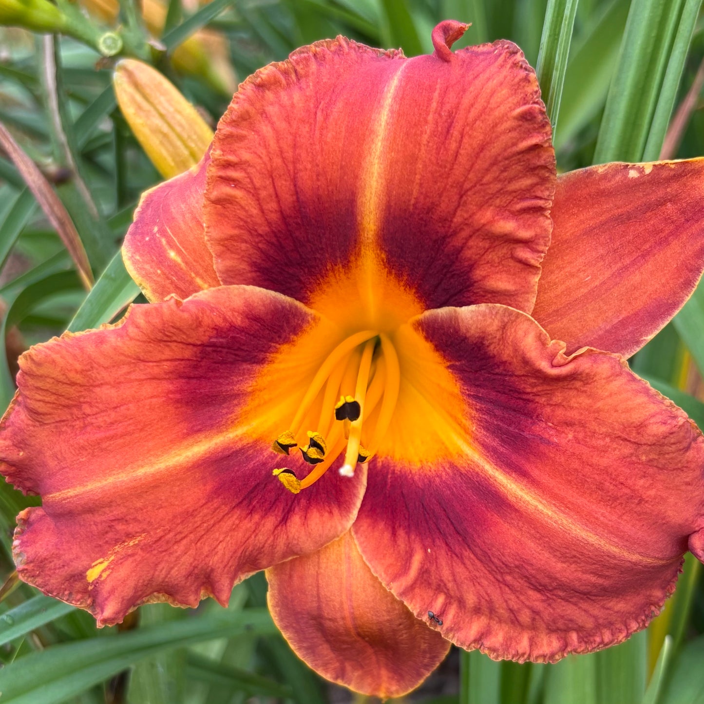 Michelangelo (V.Baņģieris 2011)