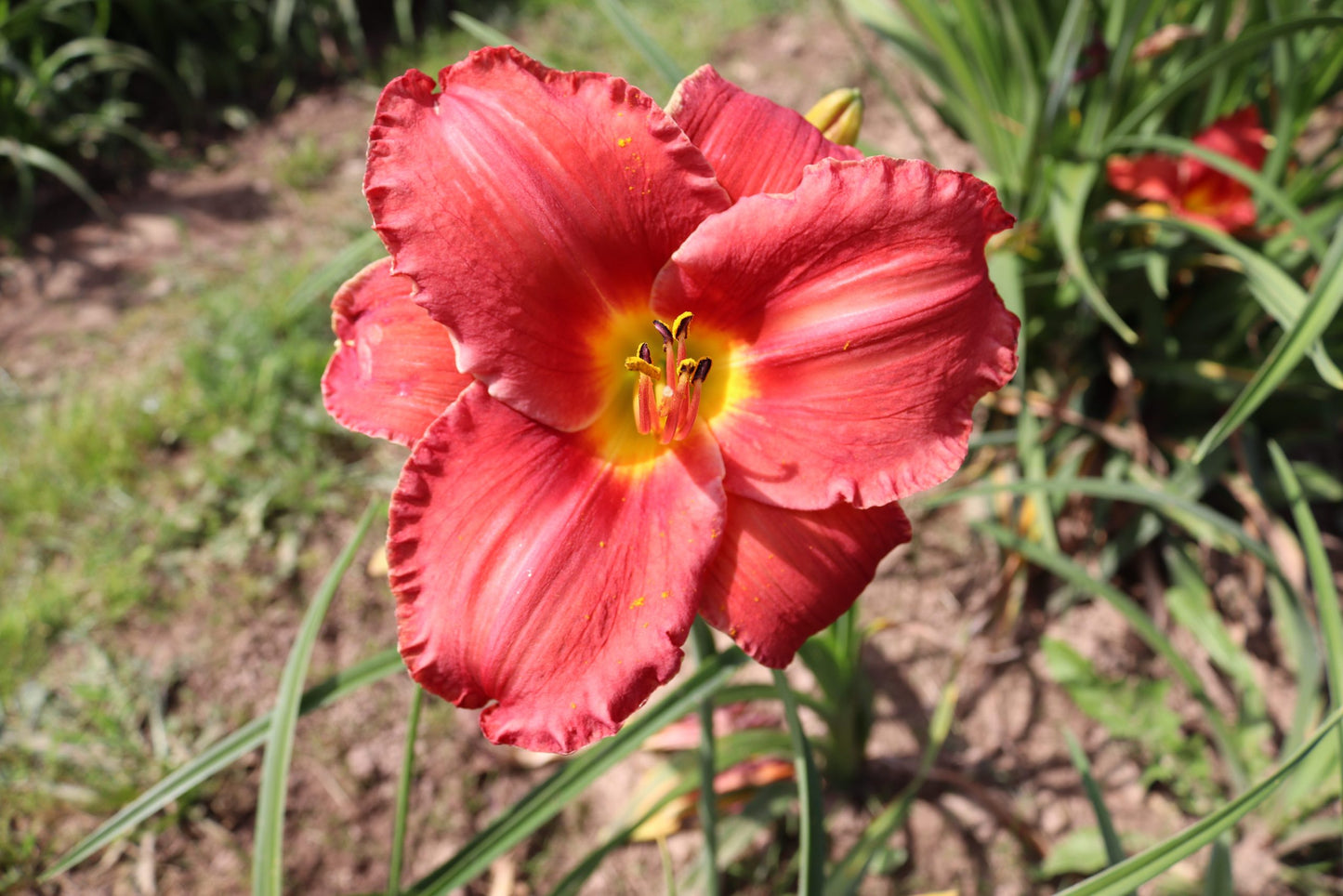 Jūlija (V.Baņģieris 2012)