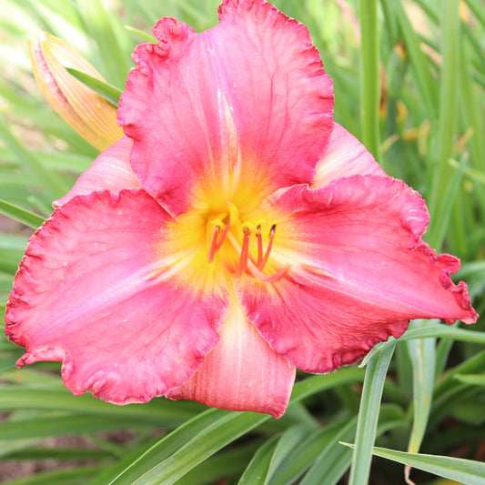 Kamēliju Dāma (V.Baņģieris 2011)