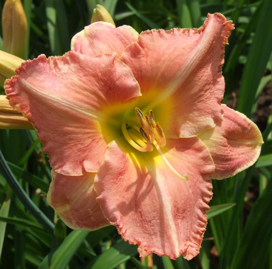 Laimdota (V.Bangieris 2011)