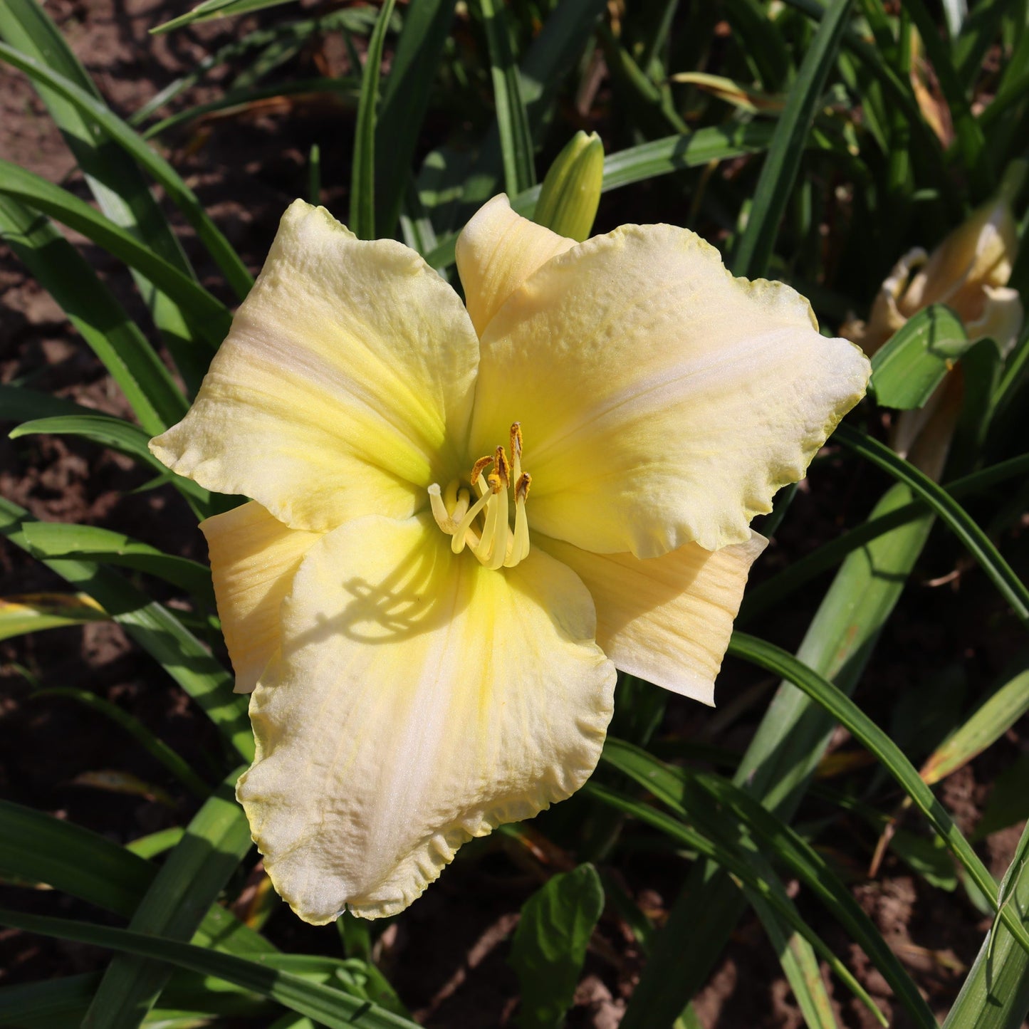 Mēnesgaisma (V.Baņģieris 2010)