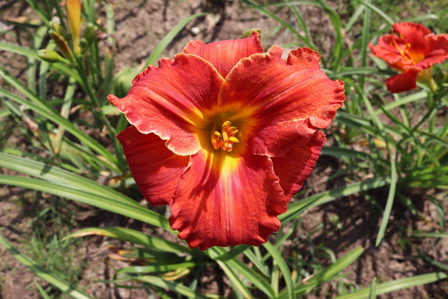 Mudīte (V.Baņģieris 2008)