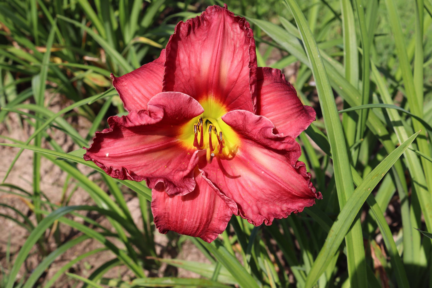 Nellija (V.Baņģieris 2010)