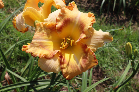 Raina (V.Baņģieris 2010)