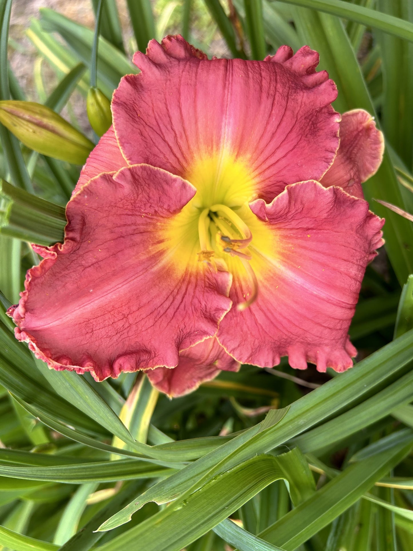 Rossella (V.Baņģieris 2012)