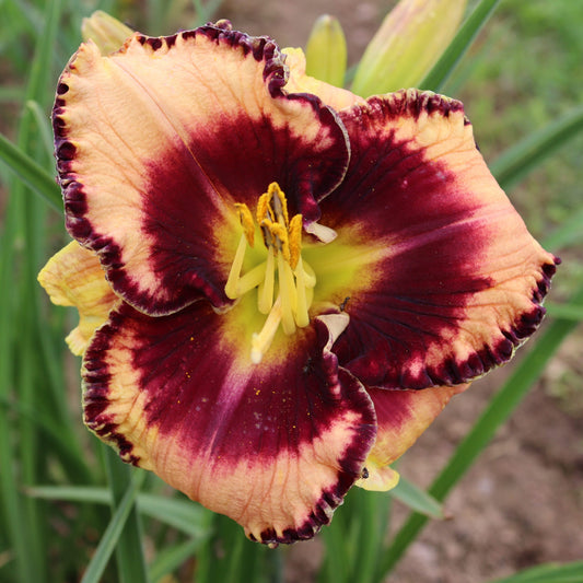 Sapņu Pārdevējs (V.Baņģieris 2010)